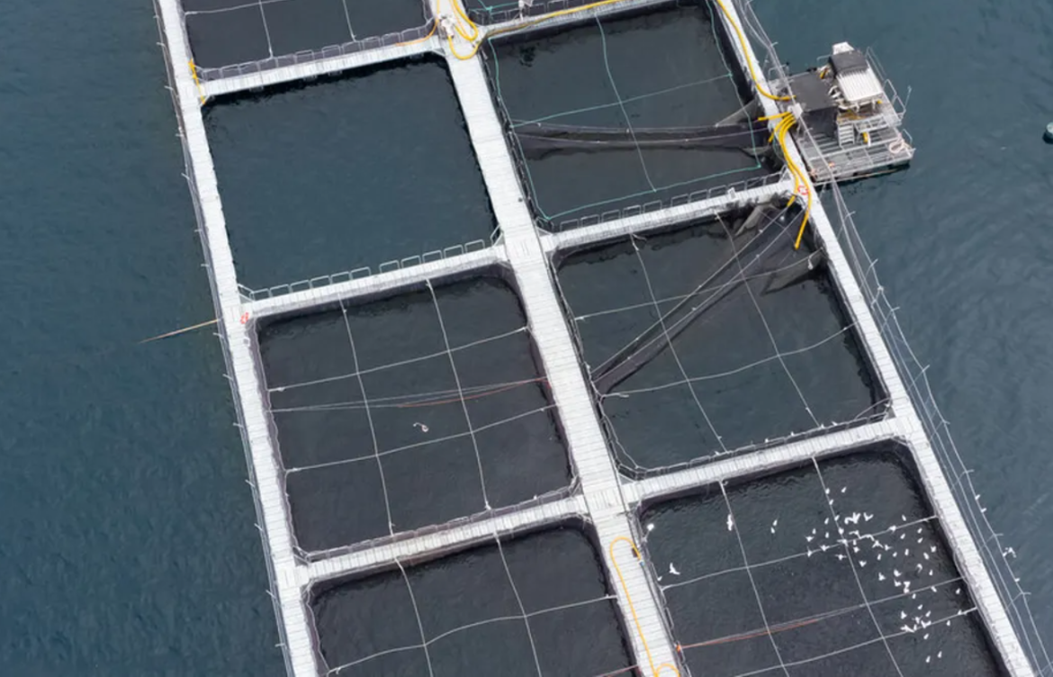 Regular menos para producir más: El mensaje a la industria salmonera