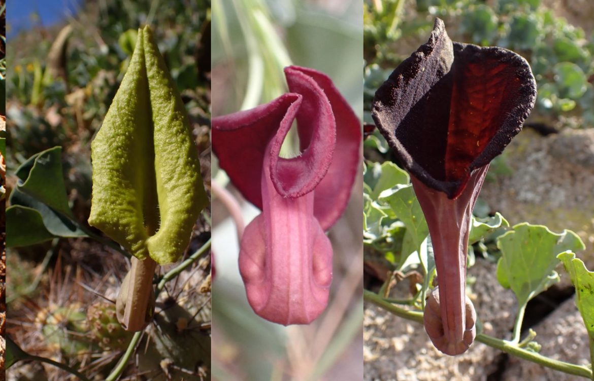 Conocidas por su llamativa forma y olor: Investigación revela tres nuevas especies de “orejas de zorro” endémicas de Chile