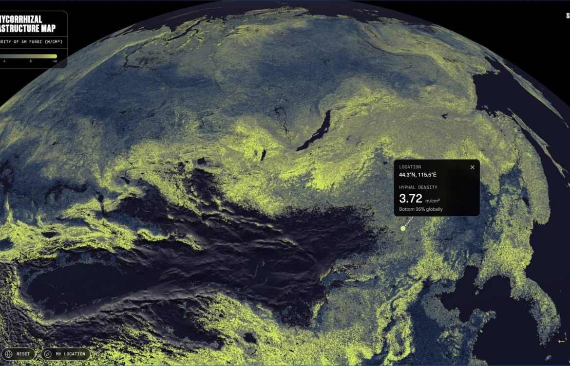 Científicos mapean por primera vez las redes de hongos del planeta: Abarcan mil millones de veces la distancia entre la Tierra y el Sol