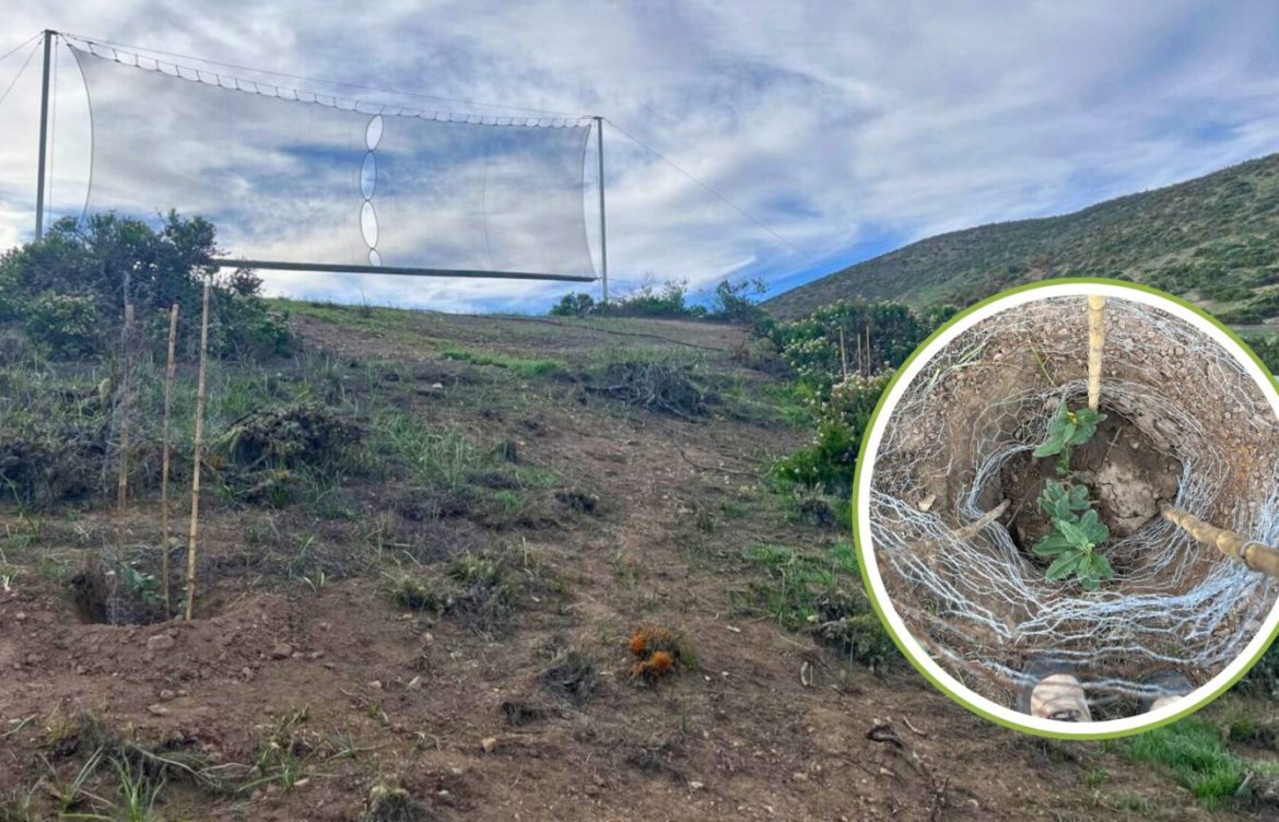 En el Día Mundial de la Lucha contra la Desertificación y la Sequía: CONAF Coquimbo destaca exitosa restauración ecológica en La Higuera