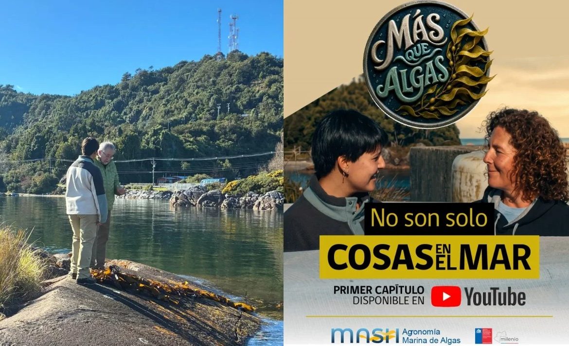 Más que Algas: serie muestra el trabajo científico detrás de las macroalgas chilenas