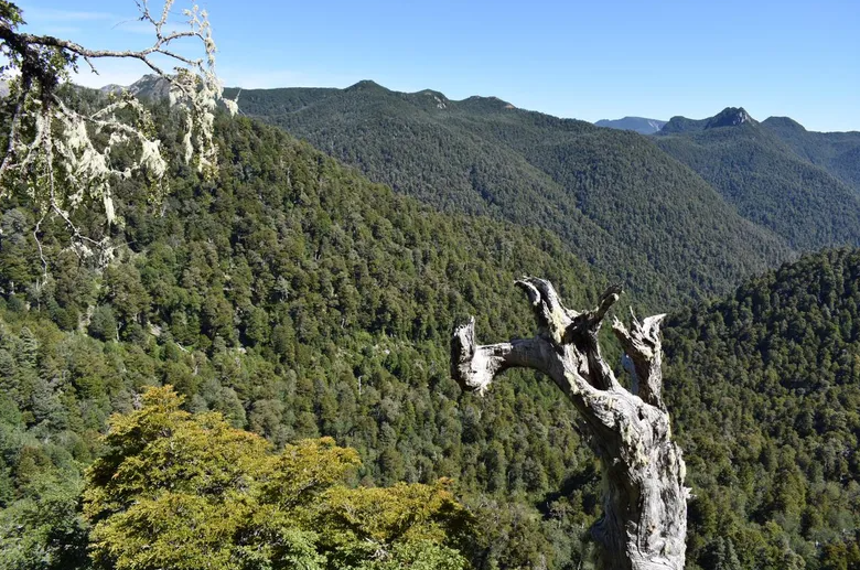 Revive polémica por ruta que cruzará bosque de alerces, hogar del árbol más viejo del mundo