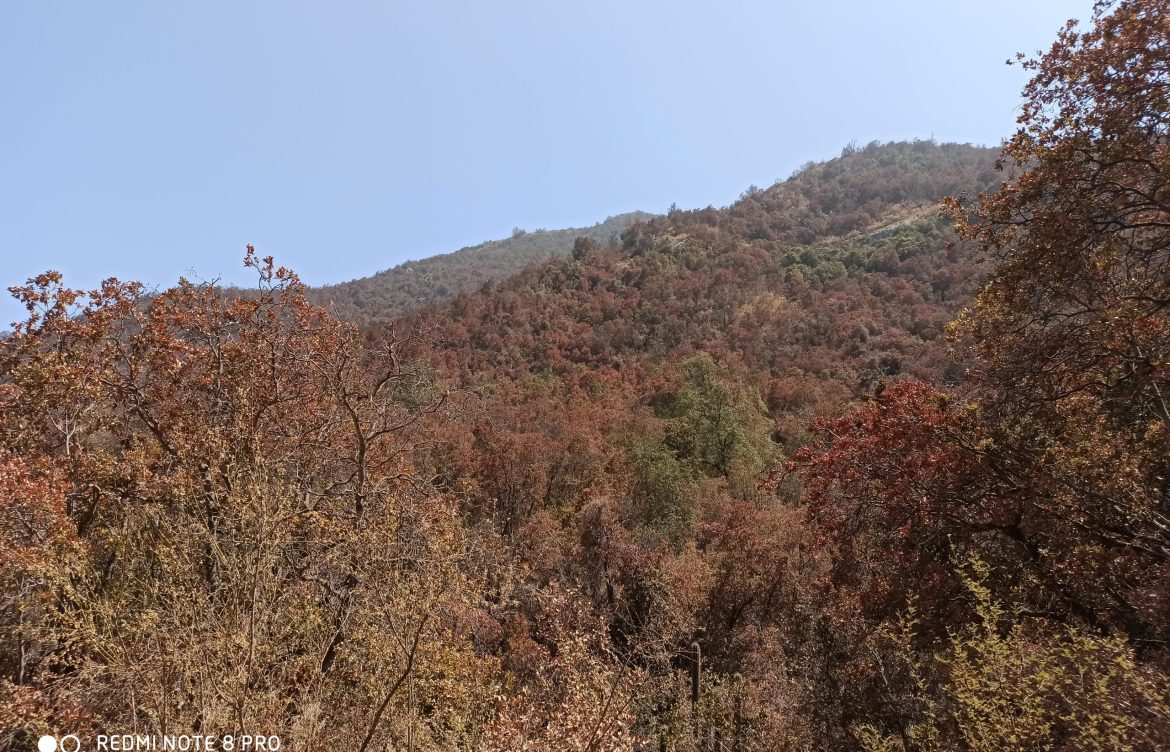Megasequía pone a prueba la supervivencia del bosque esclerófilo de Chile central