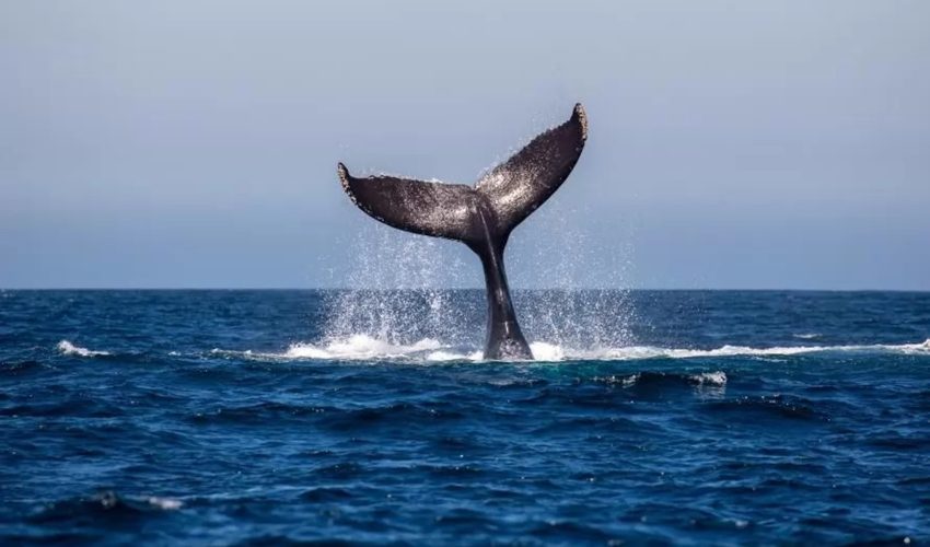 Alerta por varamientos seguidos de ballenas en costas del Biobío
