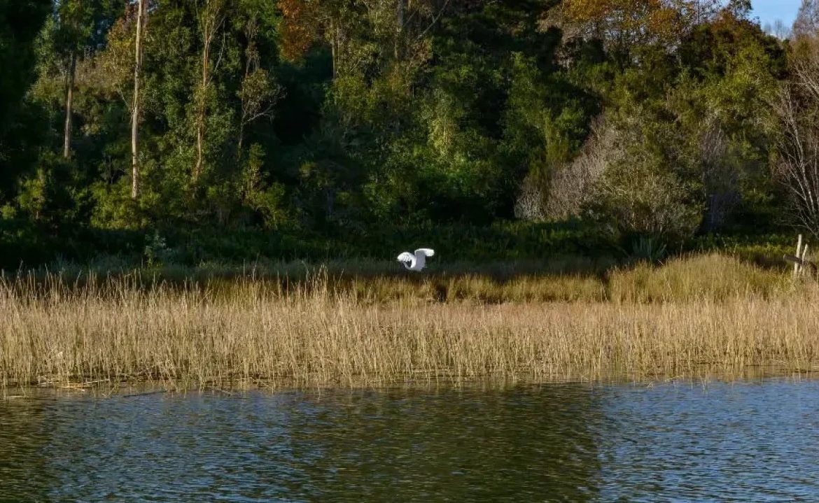 Gobierno Regional de Los Ríos destinará millonaria inversión para investigar delitos ambientales