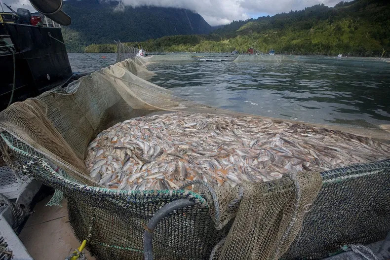 Industria salmonera: diagnósticos errados y soluciones inconsistentes