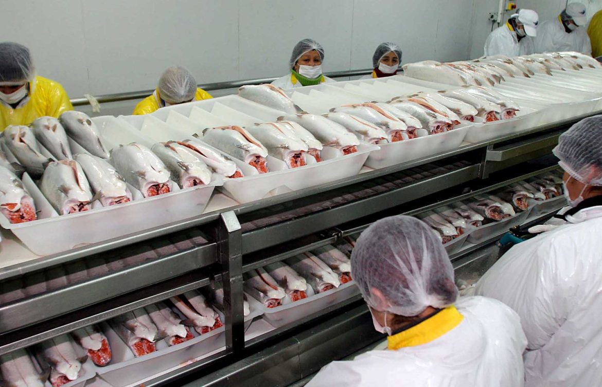 12 salmoneras registran 435.546 toneladas de producción al margen de la ley por eludir la evaluación ambiental