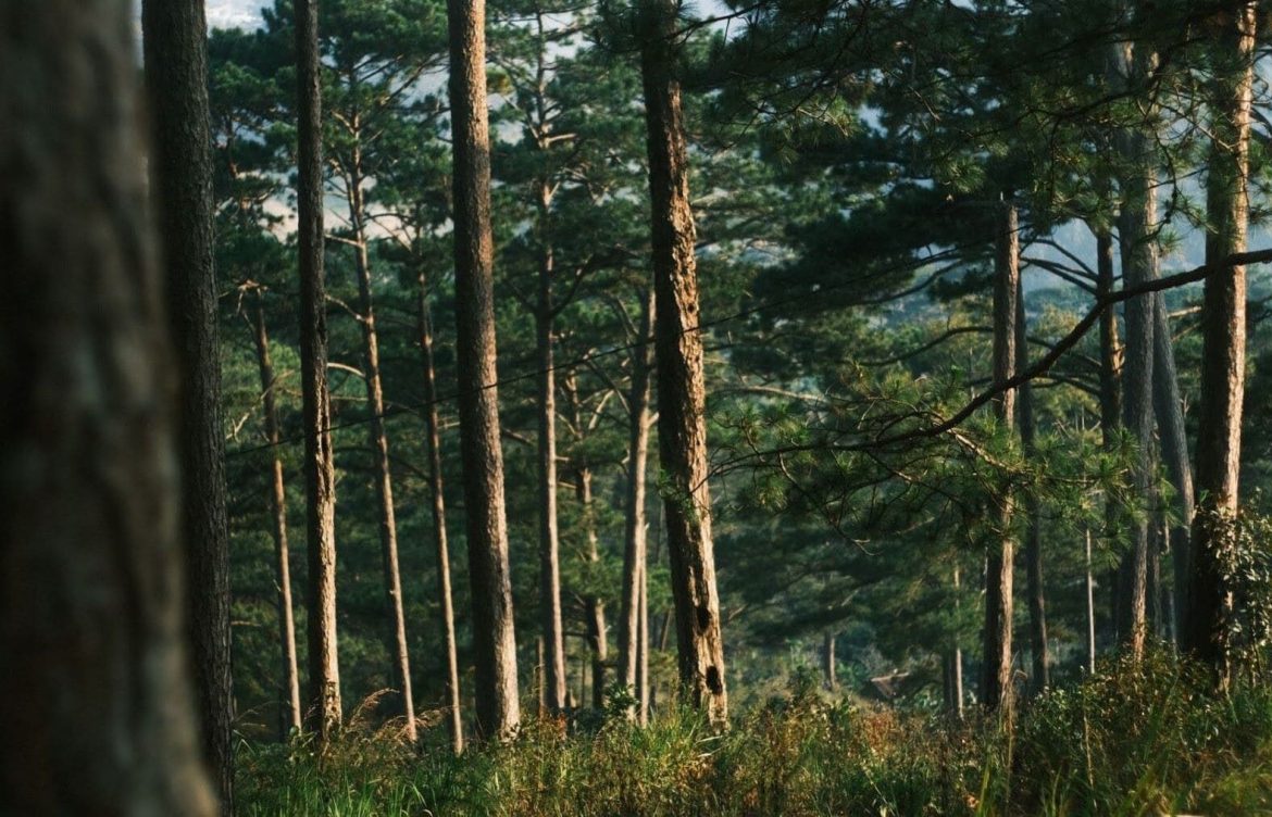 Los bosques reclaman un papel protagonista en la Agenda 2030 de la ONU desde el foro de Nueva York