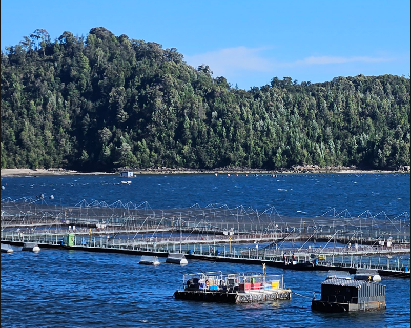 Estudio del Observatorio Ciudadano revela que los ECMPO no paralizan la industria salmonera: la relación predominante es de coexistencia