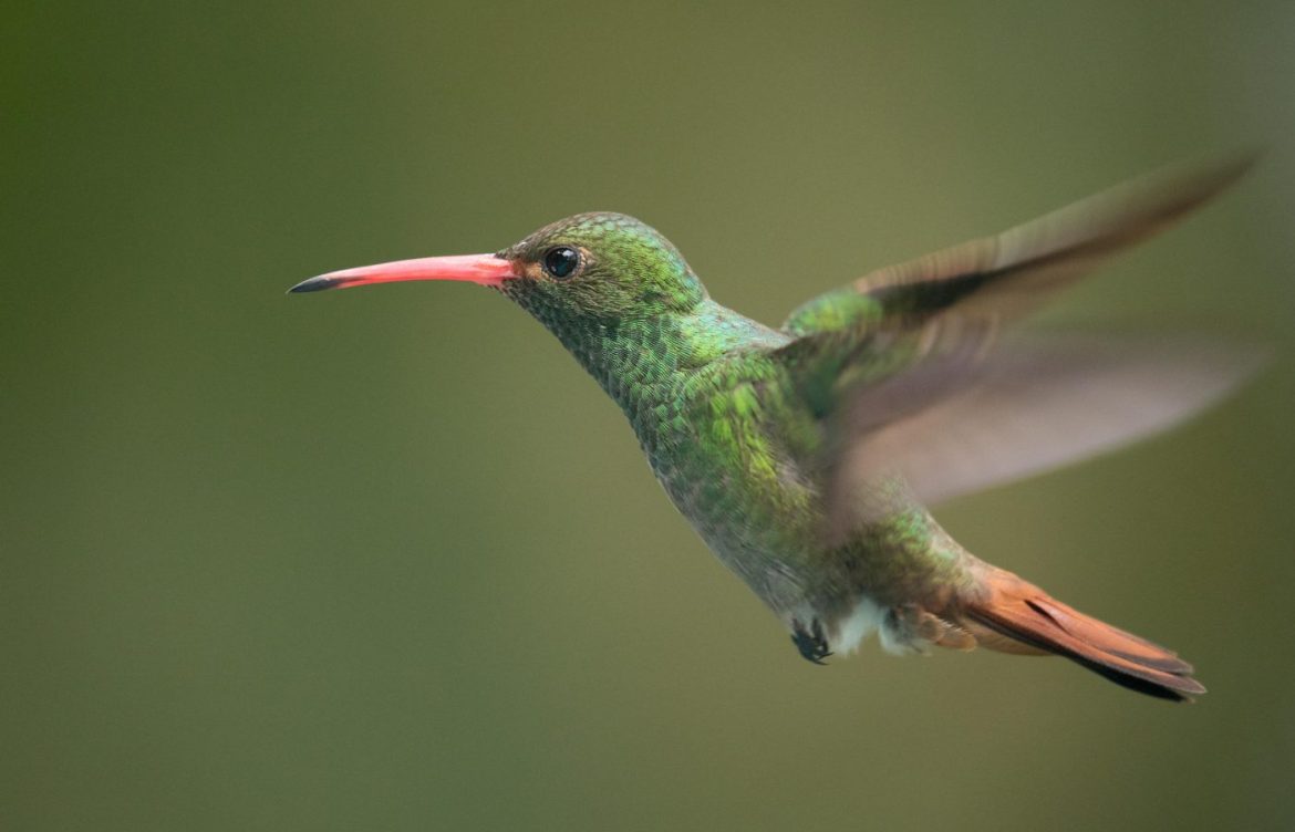 El mundo no está cumpliendo sus compromisos con la naturaleza