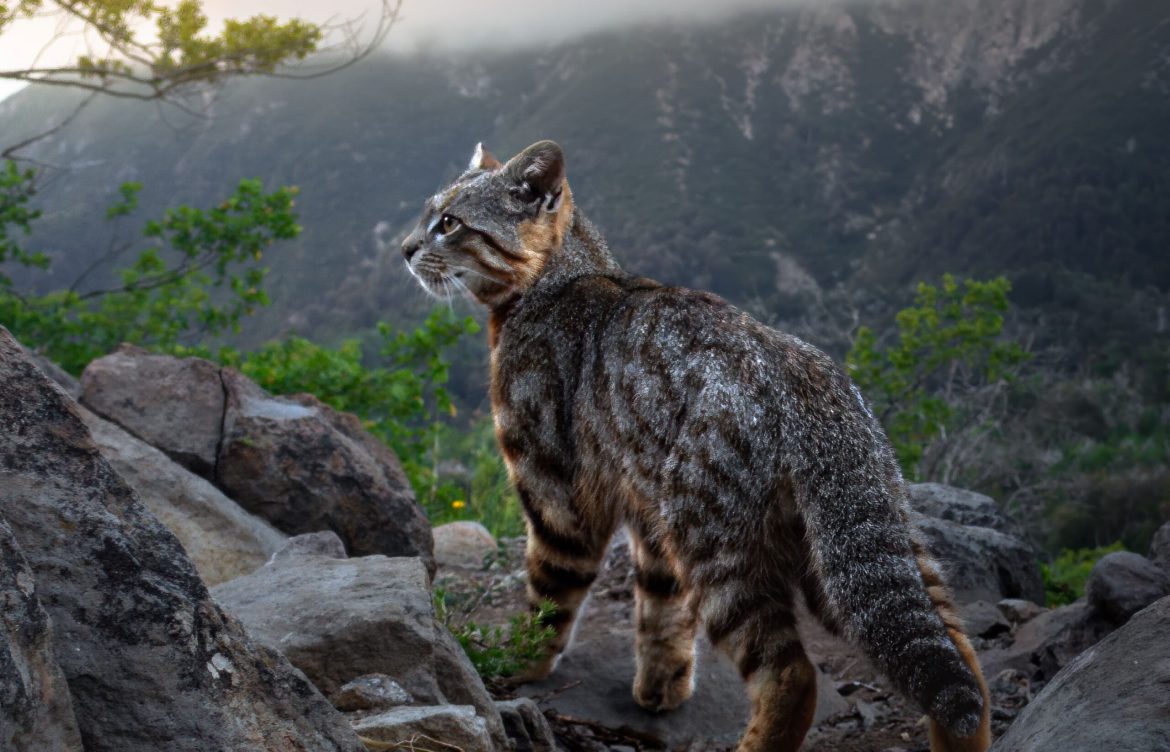Enfermedades de animales domésticos acorralan al gato colocolo en Chile