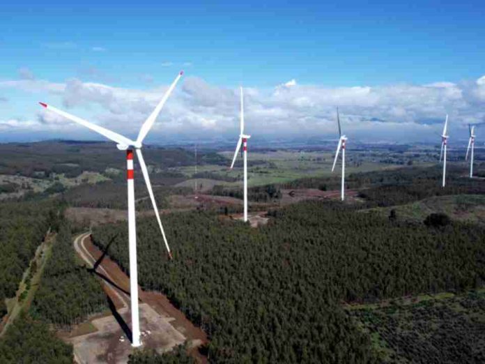 SEIA evalúa parque eólico de USD $150M por impacto en aves del Maule