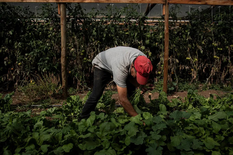 Lanzan programa de US$ 39 millones para masificar la agroecología y ganadería regenerativa en Chile