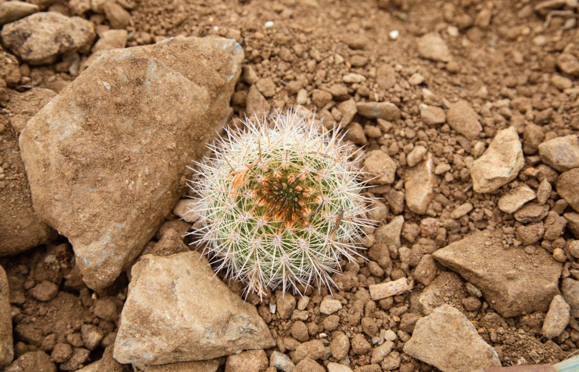 Los arquitectos del desierto costero: El proyecto que busca conservar y restaurar los cactus nativos de Punta de Lobos