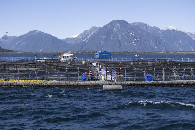 DECLARACIÓN | Organizaciones manifiestan rechazo por flexibilización de estándares ambientales para salmoneras en Chile