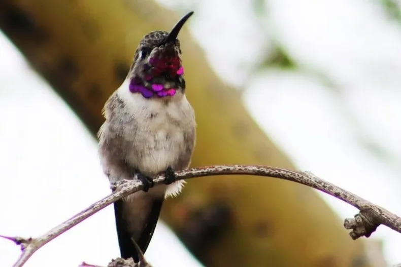 Disminuir amenazas para aves: organizaciones pueden postular a fondos de empresas transmisoras eléctricas