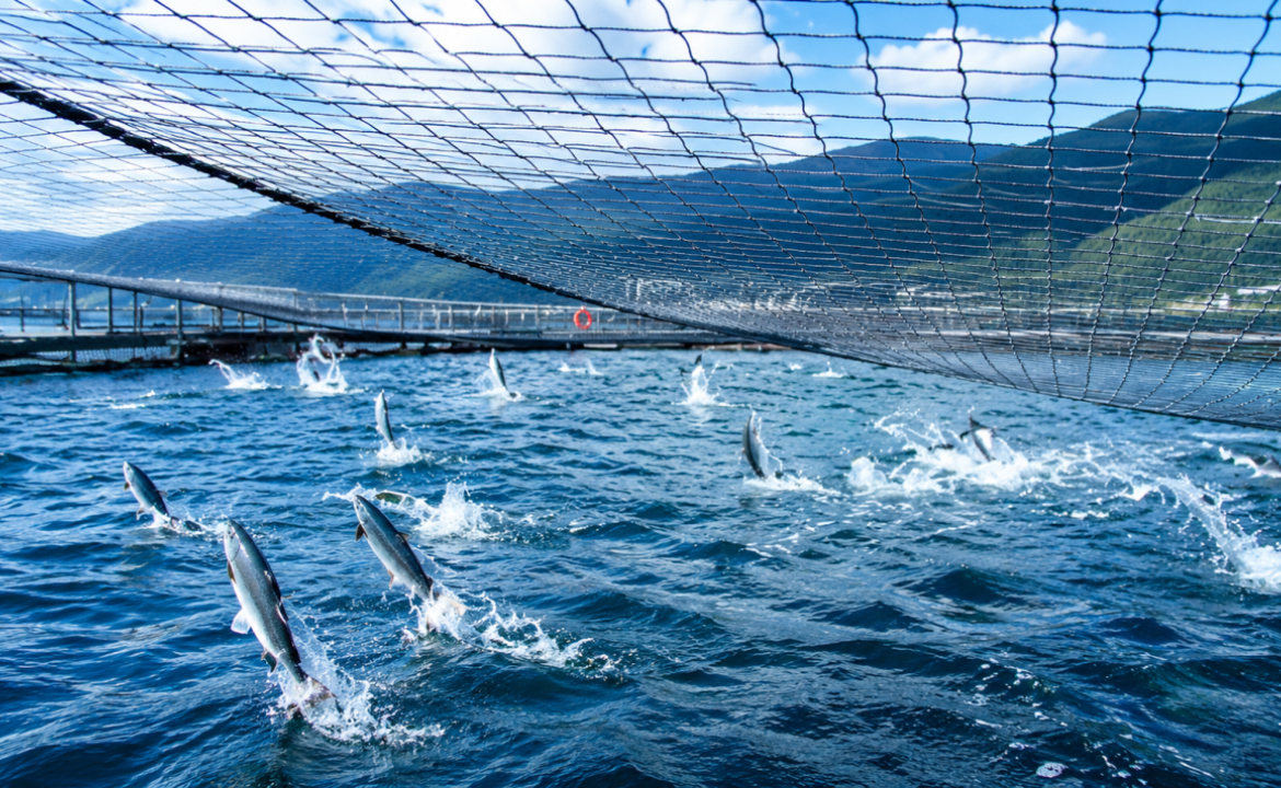 Consejo Regional de Los Lagos impulsa salida gradual de salmoneras del Lago Llanquihue y propone cultivo en tierra con tecnología RAS