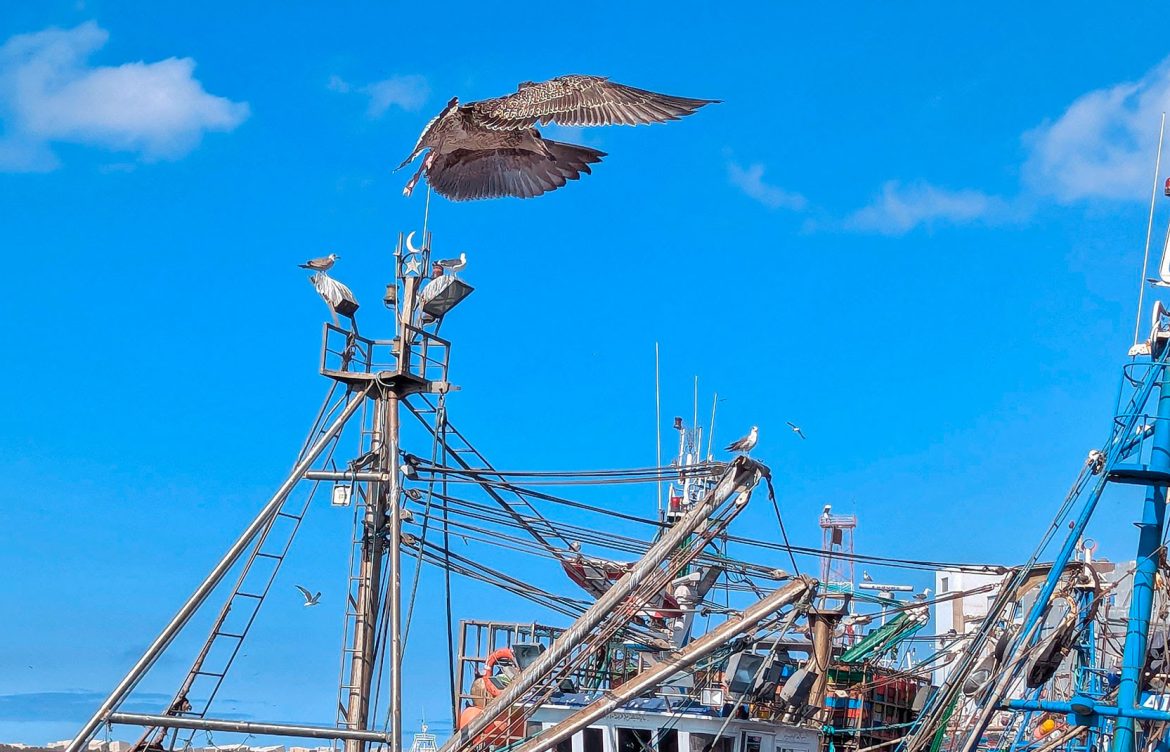 Estudio analiza cómo las pesquerías amenazan a las aves marinas