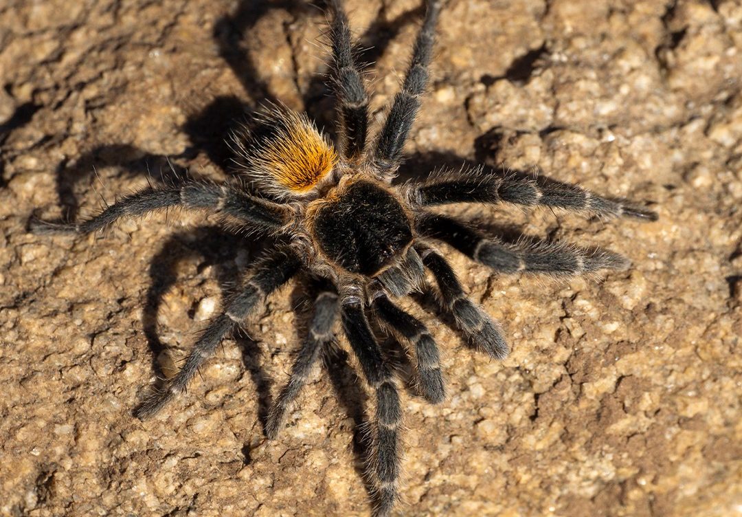 [Ladera Sur] Nombrada en honor al niño que la encontró: describen nueva especie de tarántula endémica en la Región de Valparaíso