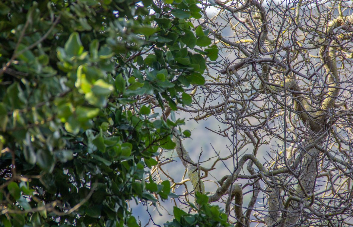 [Dialogue Earth] El bosque que nadie ve: el trabajo por salvar el esclerófilo chileno