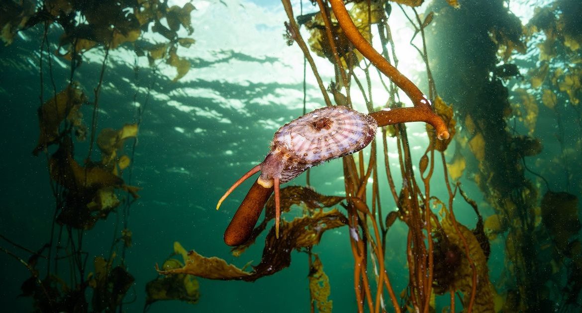 [Austerra] Estudio documenta más de 200 especies asociadas a los bosques de huiro en el Estrecho de Magallanes