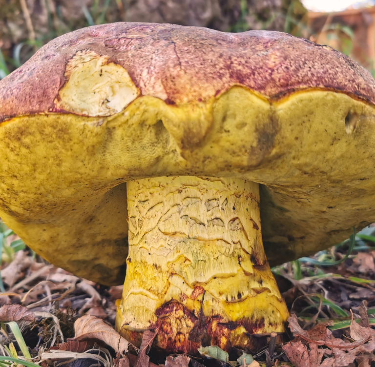 [Cooperativa] Con apoyo de National Geographic: Fundación Fungi busca otorgar derechos legales al hongo Loyo