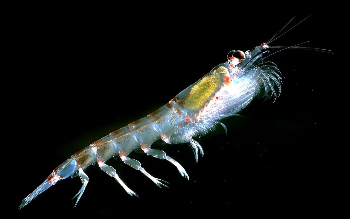 [Pescare] La fiebre del Omega-3 agota en tiempo récord la cuota histórica de krill en la Antártida