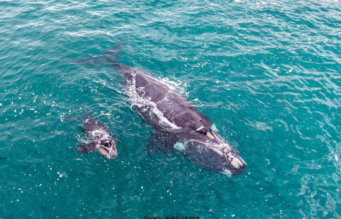 [Ladera Sur] ¡Emocionante avistamiento en Iquique! Registran a ballena franca austral junto a su cría en Caleta Los Verdes