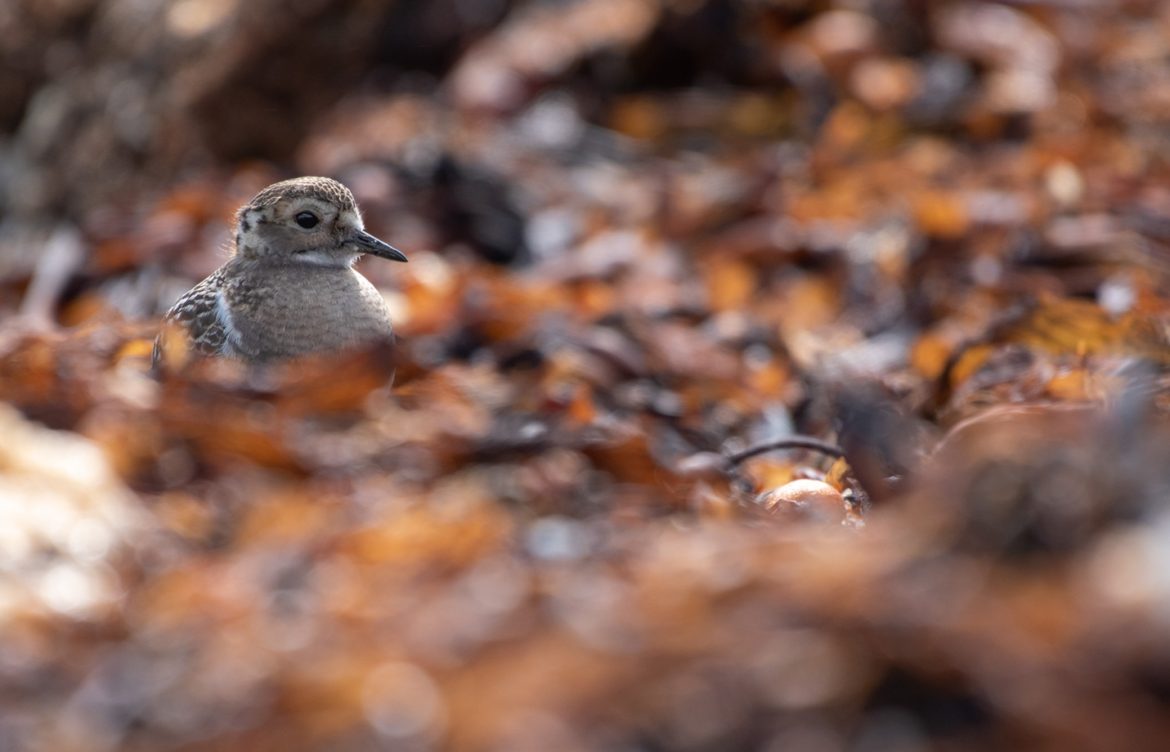[Ladera Sur] Viajeras de invierno: aprende a identificar estas 10 especies de aves que recorren Chile cuando llega el frío