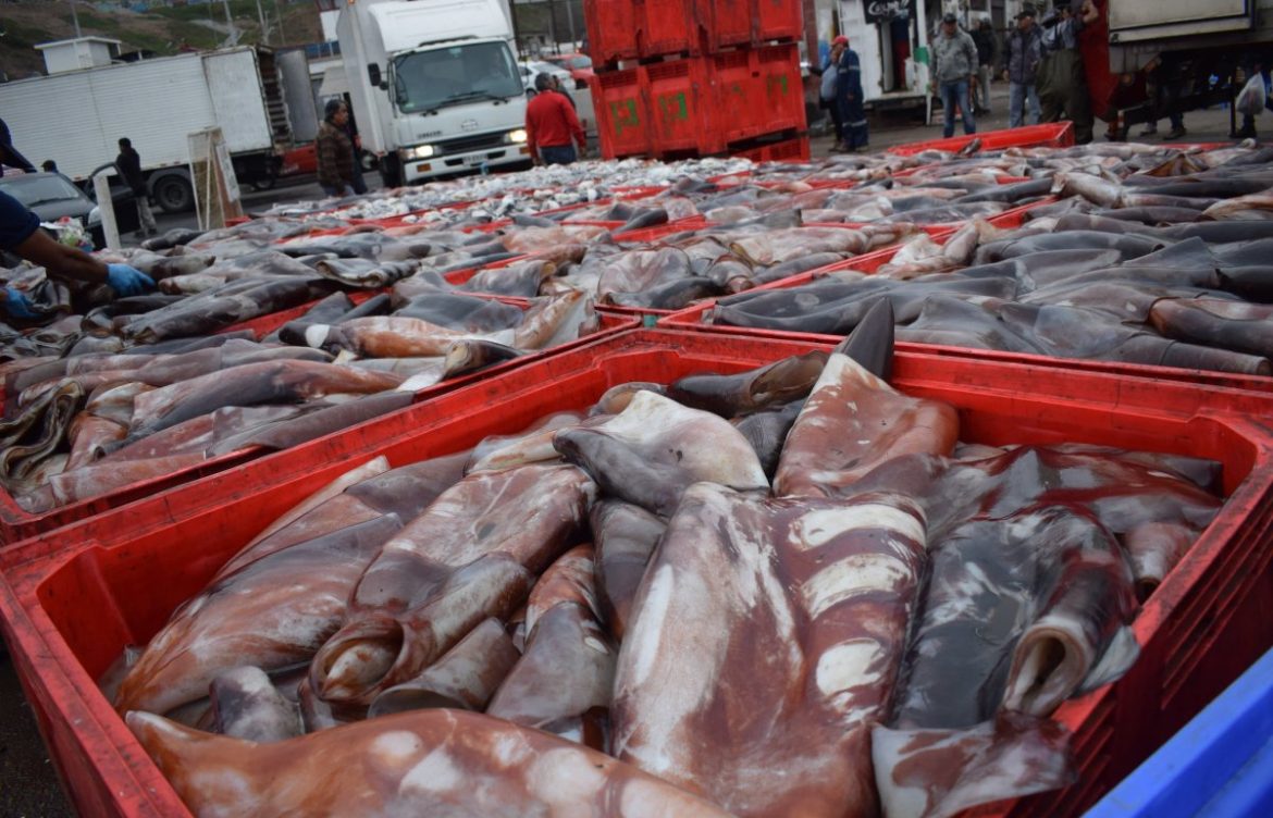 [Diario Financiero] Rechazo a planta procesadora de jibia proyectada por pescadores artesanales en Quintero genera tensiones y pone en alerta al polo industrial