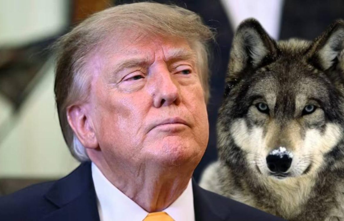 [T13] Trump busca retirar la protección de especies en peligro de extinción al lobo gris y al lobo mexicano en EE.UU.