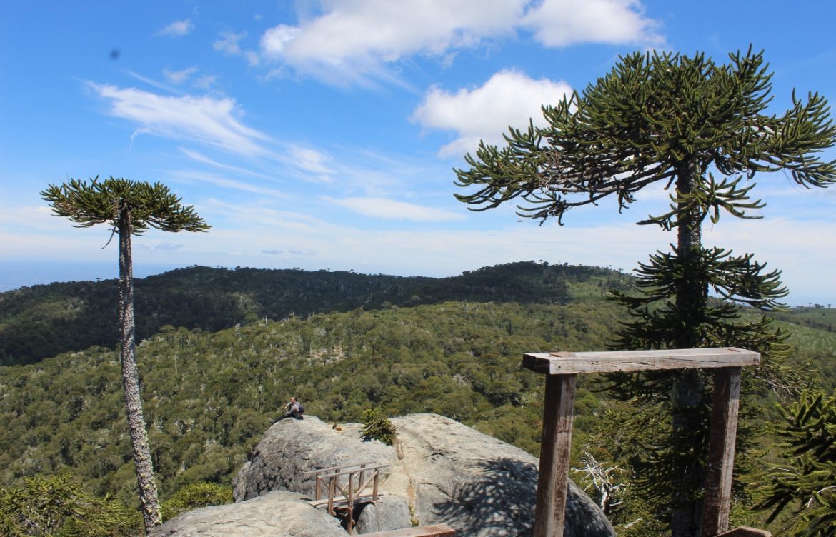 [Cooperativa Ciencia] Estudio advierte que los bosques de araucaria entrarían en Peligro Crítico hacia 2060