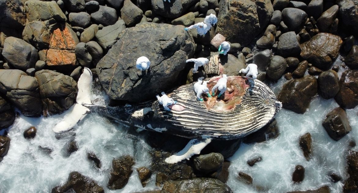 [Biobio.cl] Ballena jorobada fue encontrada varada en costas de Coquimbo