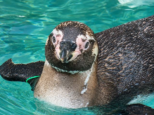 [Ladera Sur] Nueve pingüinos de Humboldt mueren en el Zoológico Nacional de Chile, seis de ellos en solo ocho días