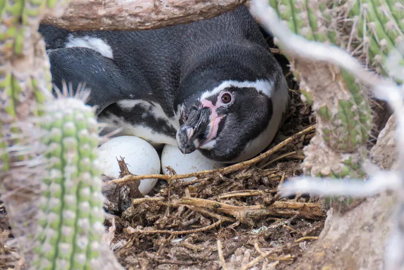 [El Desconcierto] Islas de Atacama y Coquimbo viven explosión de biodiversidad nativa tras erradicar plagas de ratas y conejos