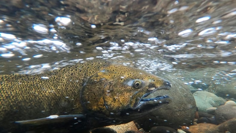 [El Descocnierto] Paradoja del salmón: Mientras crece producción industrial, está en peligro de extinción en su hábitat natural