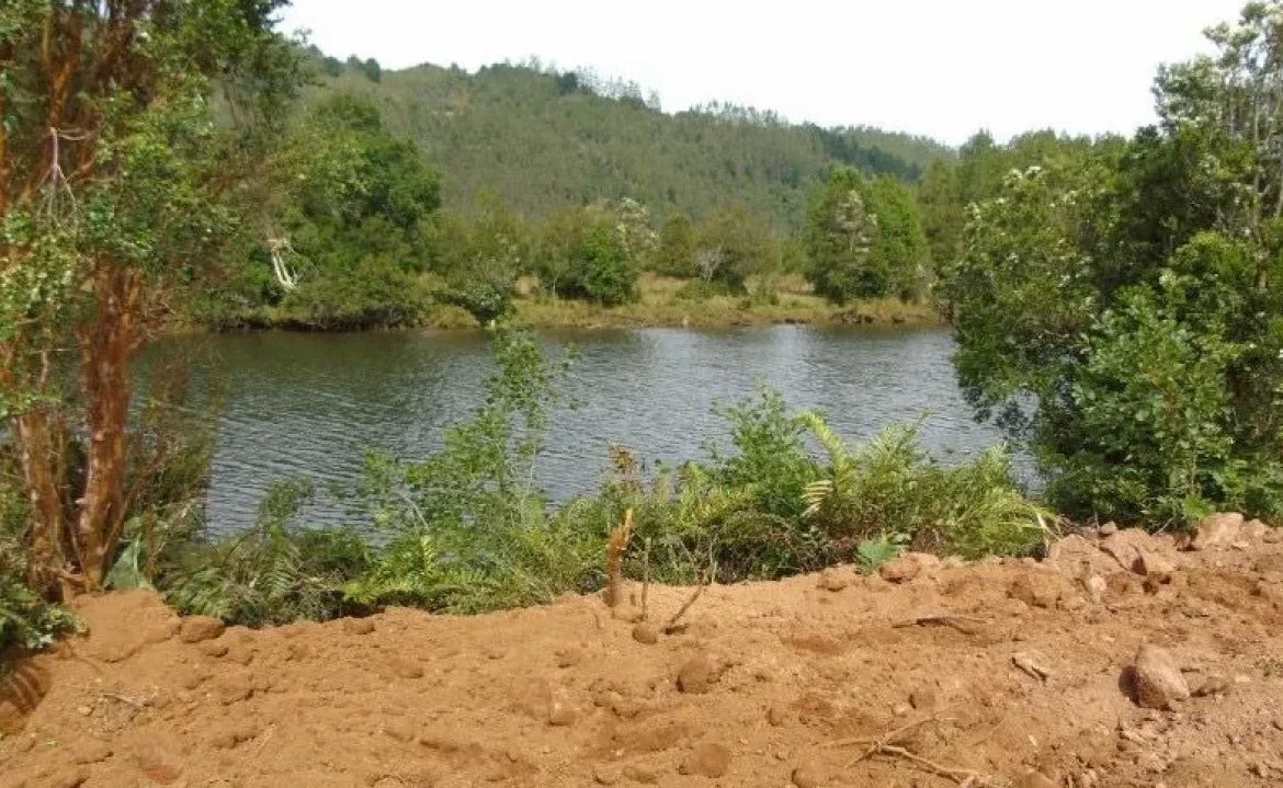[Diario Sostenible] Condenan a propietario por destrucción de humedal y tala ilegal en Mariquina