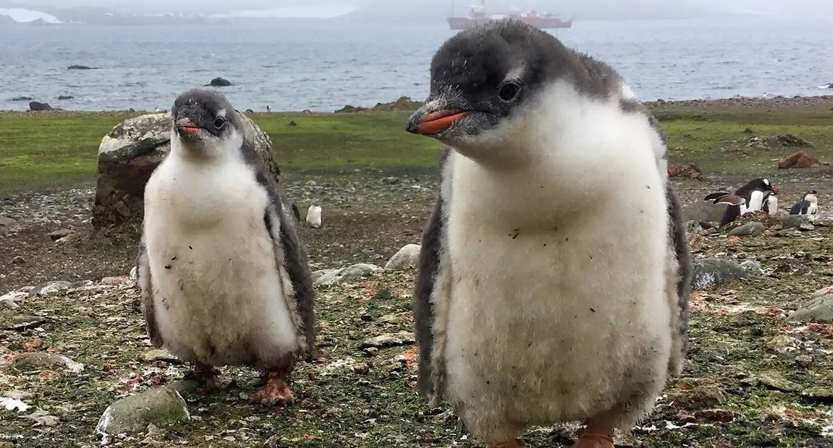 [Austerra] Describen una nueva especie de pingüino por primera vez en más de un siglo