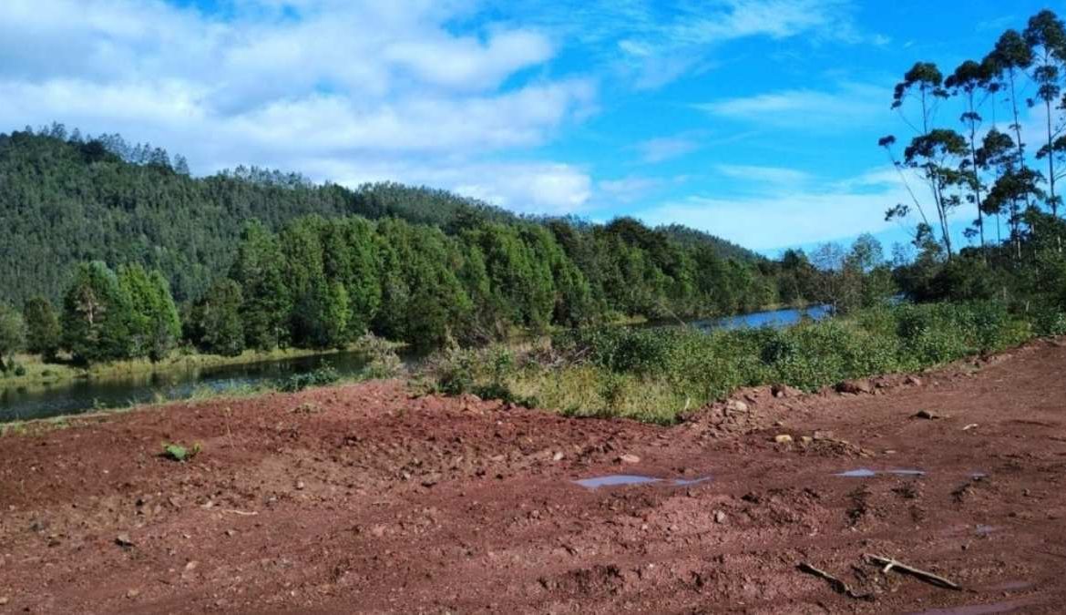 [Redacción.cl] Inédita condena ambiental contra empresario valdiviano por tala ilegal de bosques y daño a humedal
