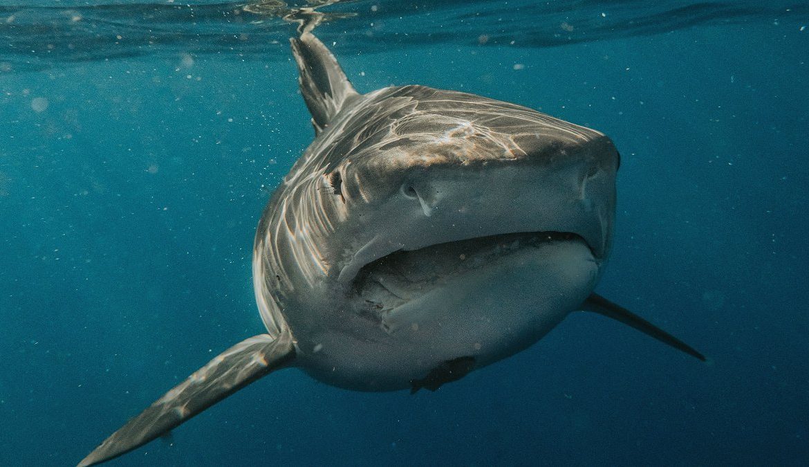 [Cooperativa Ciencia] Esfuerzo internacional condensó 145 millones de años de historia de tiburones y rayas