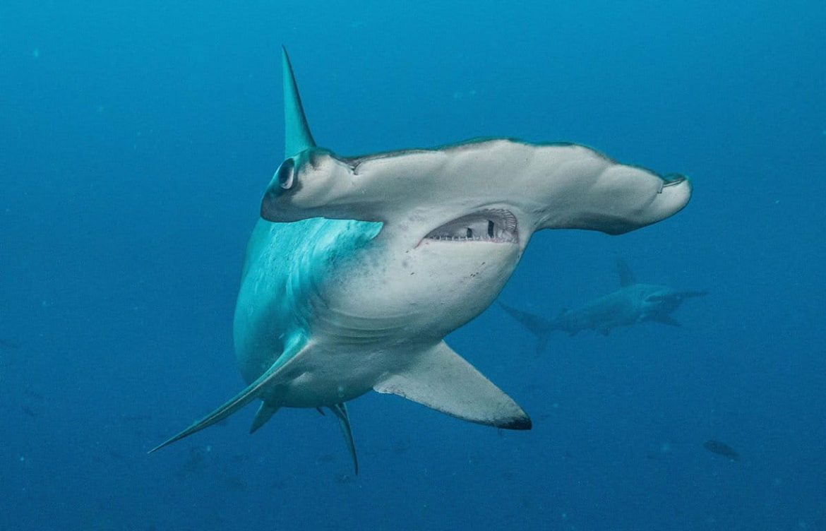[Mongabay] Perú, Ecuador, Chile y Costa Rica dan la espalda a acuerdo internacional que prohíbe capturar tiburones amenazados