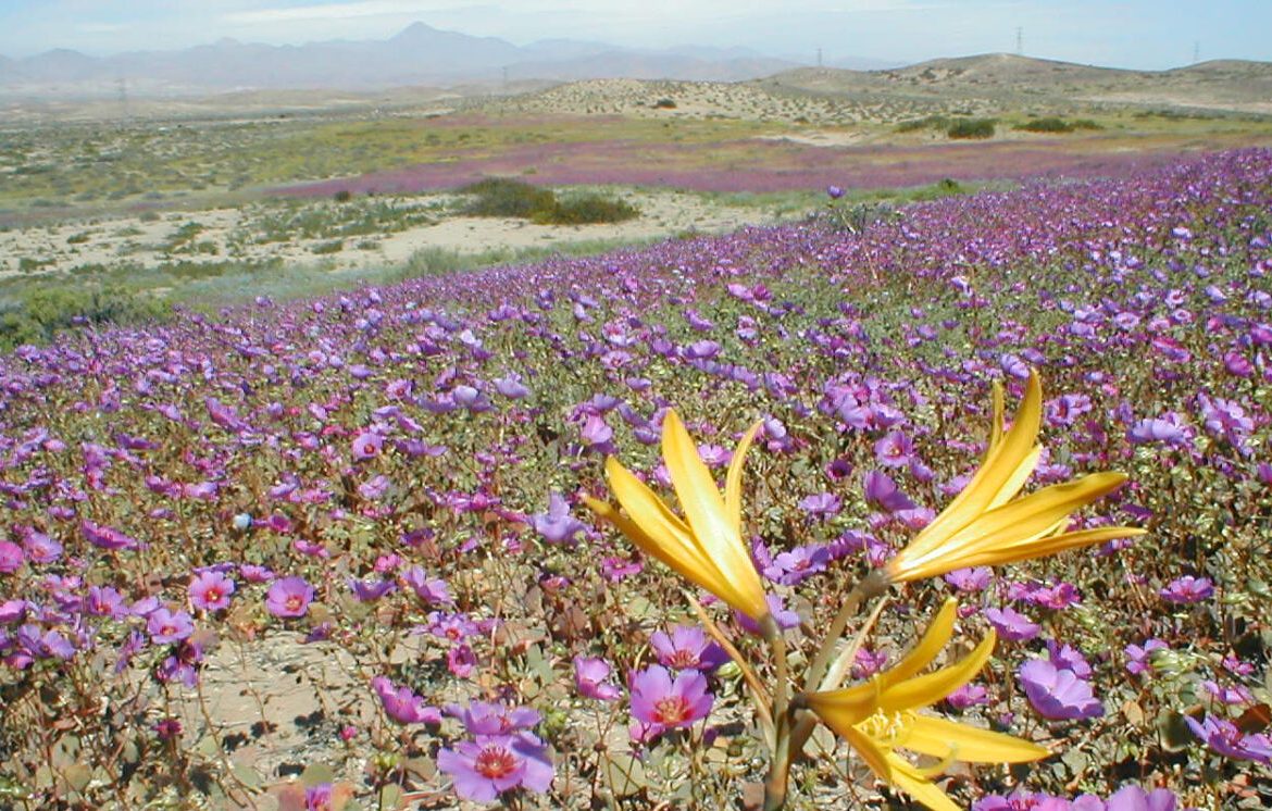 [SMA] SMA notifica a 267 empresas mineras para proteger flora del Desierto Florido 2026