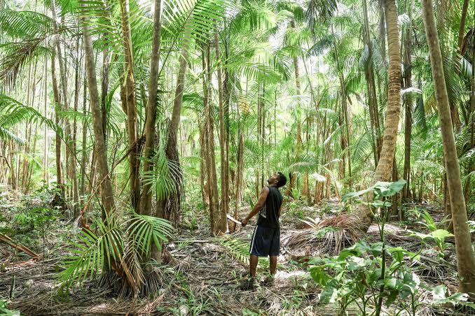 [Dialogue Earth] Fondo para proteger los bosques tropicales cumple un año, aún lejos de su meta