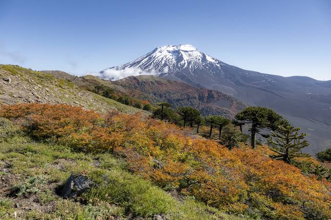 [Ladera Sur] ¿Cuáles has visitado? Conoce las 48 reservas nacionales de Chile