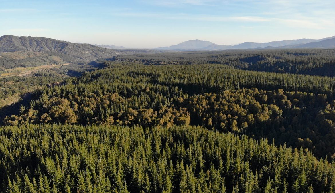 [La Tercera] Gobierno alista una nueva ley forestal que considera un subsidio de hasta 90% para plantaciones y bonos de carbono